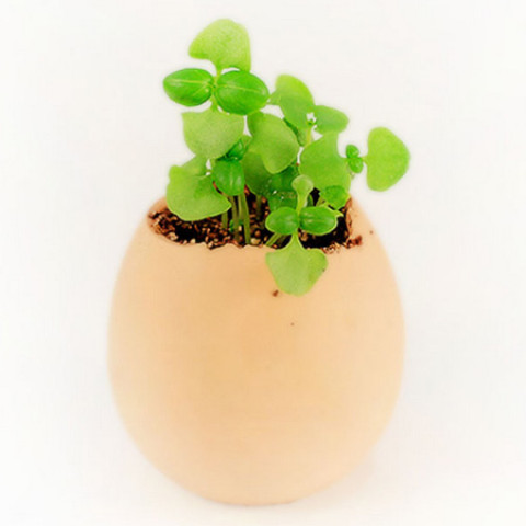 Easter Mini Plants, Green Gifts, business gifts